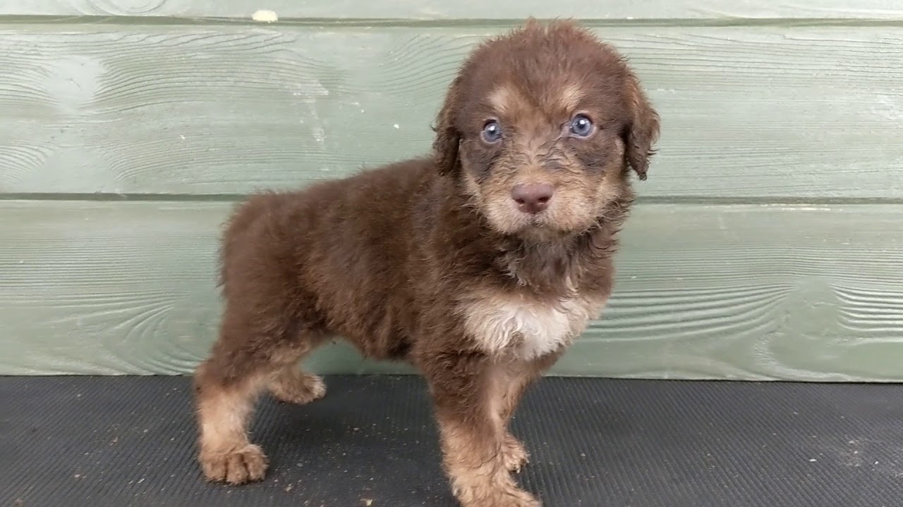 Jonathan standard chocolate phantom labradoodle YouTube