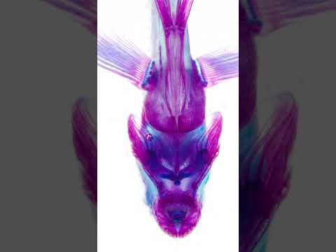 【透明標本】クロハギ属sp.