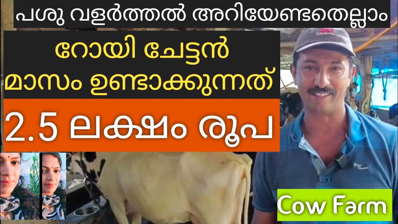 Successful Cow Farm In Kerala Make Huge Profit From Cow Farming