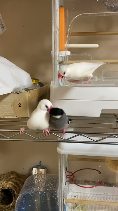Perkawinan burung pipit jawa yang INTENS