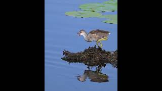 Common Gallinule Chick Foraging for food