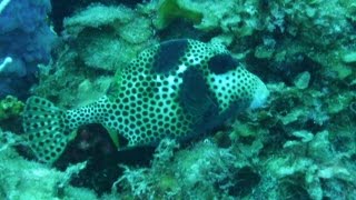 Lactophrys Bicaudalis Spotted Trunkfish
