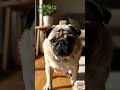 面白いあくびをする穏やかな動物たち 😂 7