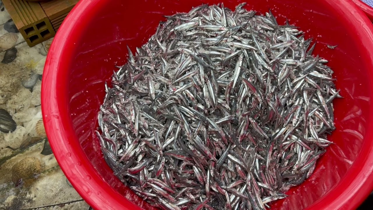 Làm nước mắm từ 26kg cá cơm than tại Sài Gòn.