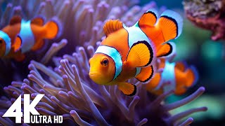 Aquarium 4K VIDEO (ULTRA HD) - Beautiful Coral Reef Fish - Sleep Relaxing Meditation Music #114