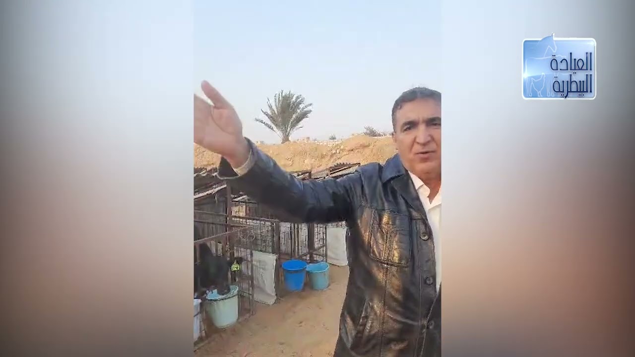 البرنامج الافضل لتحصينات العجول الرضيعة وكيف تتجنب حالات النفوق مع الدكتور حامد الاقنص