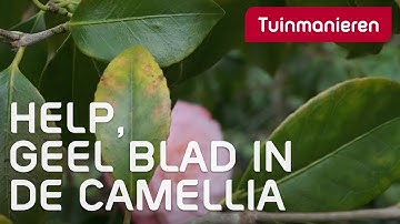Geel blad in de Camellia? Hij heeft voeding nodig | Tuinmanieren