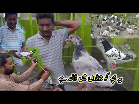 Home Breed Ka Bacha Bach Gya 🤗