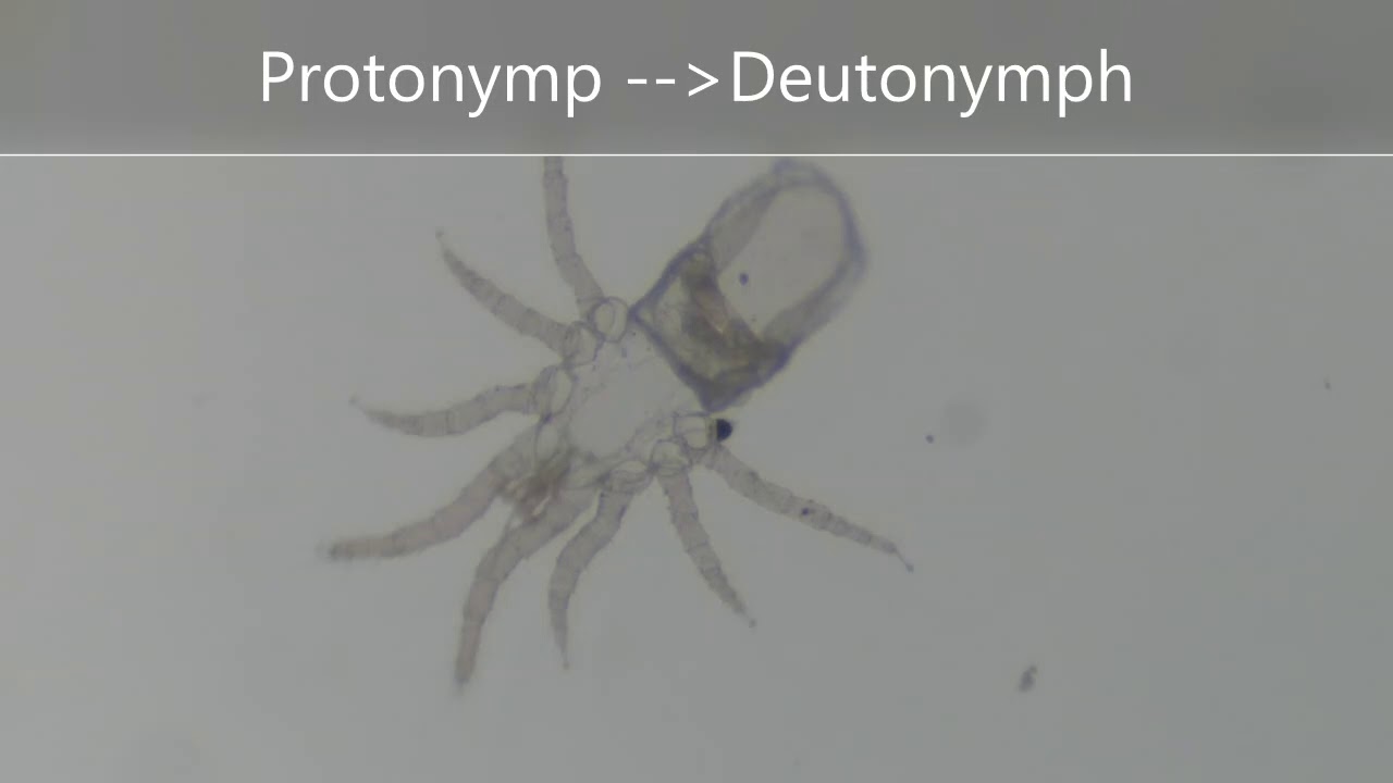 Poultry red mite exosceletons