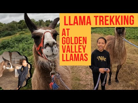 LLAMA TREKKING - GOLDEN VALLEY LLAMAS - OLD KING STREET FARM - HEREFORD