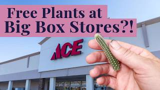 Free Plants: The Secret Garden Centers Don't Tell You