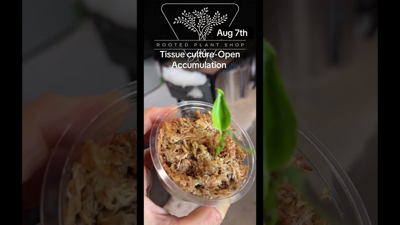 Tissue Culture-Open Acclimation Aug 7th.
