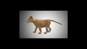 Lion Baby 3d model team3dyard.com |Animal, Bird & Insect 3D Models Store | VFX | Link In Comments