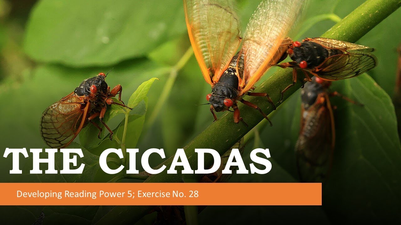 Developing Reading Power No.28 THE CICADAS - YouTube