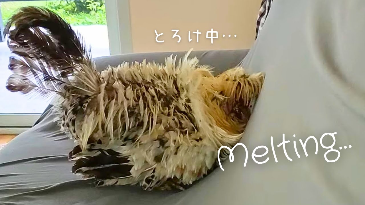 This is How a Chicken Cures a Broken Heart 💔失恋した鶏はこうやって心を癒します🐔