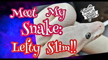 Meet My Ball Pythons Series - Super Mojave Ghost BEL!