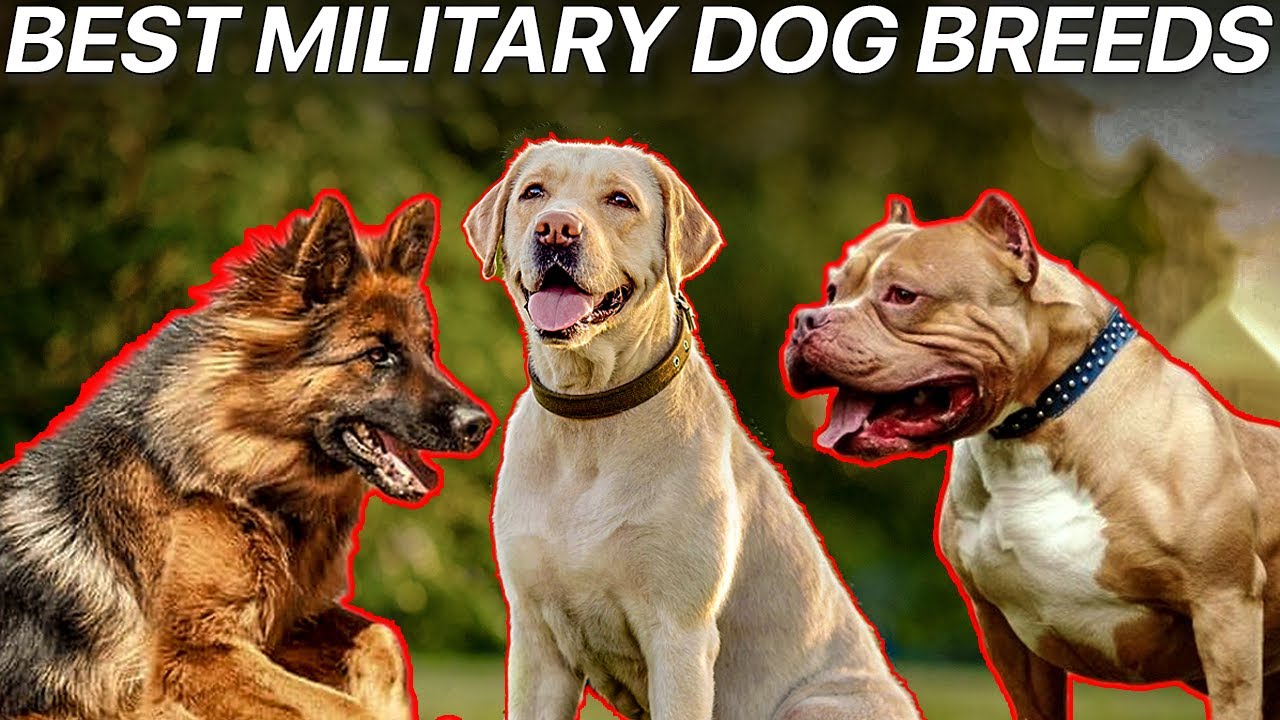 Top 10 Best Military and Police Dog Breeds YouTube
