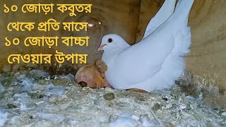 ১০ জোড়া কবুতর থেকে প্রতি মাসে ১০ জোড়া বাচ্চা নেওয়ার উপায়।। kobutor history.