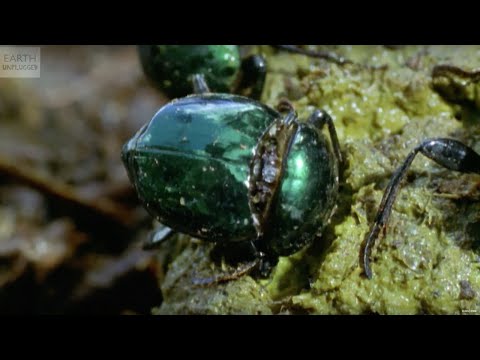 Video: What Beetles Are