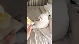 PupDog’s 4th Birthday Surprise! 🎂🐶
