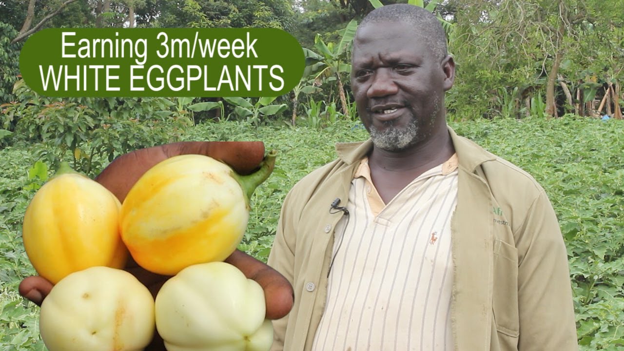 EARN 3M EVERY WEEK OUT OF WHITE EGGPLANTS - WHAT YOU NEED TO GROW SUCCESSFULLY