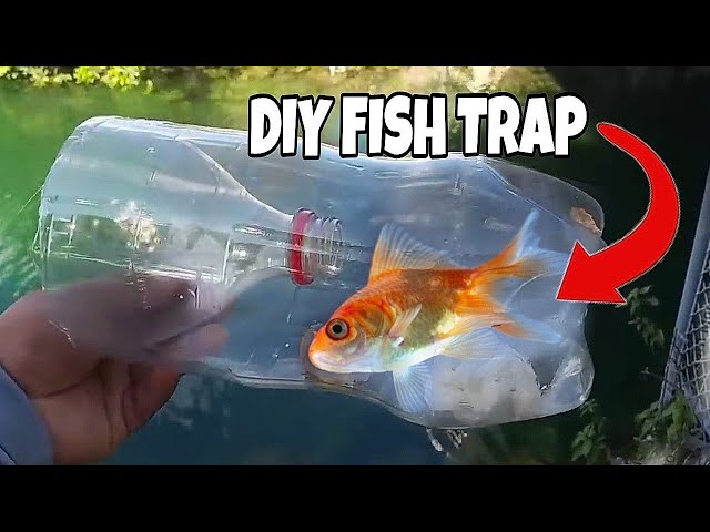 DIY fish trap aquarium bottle