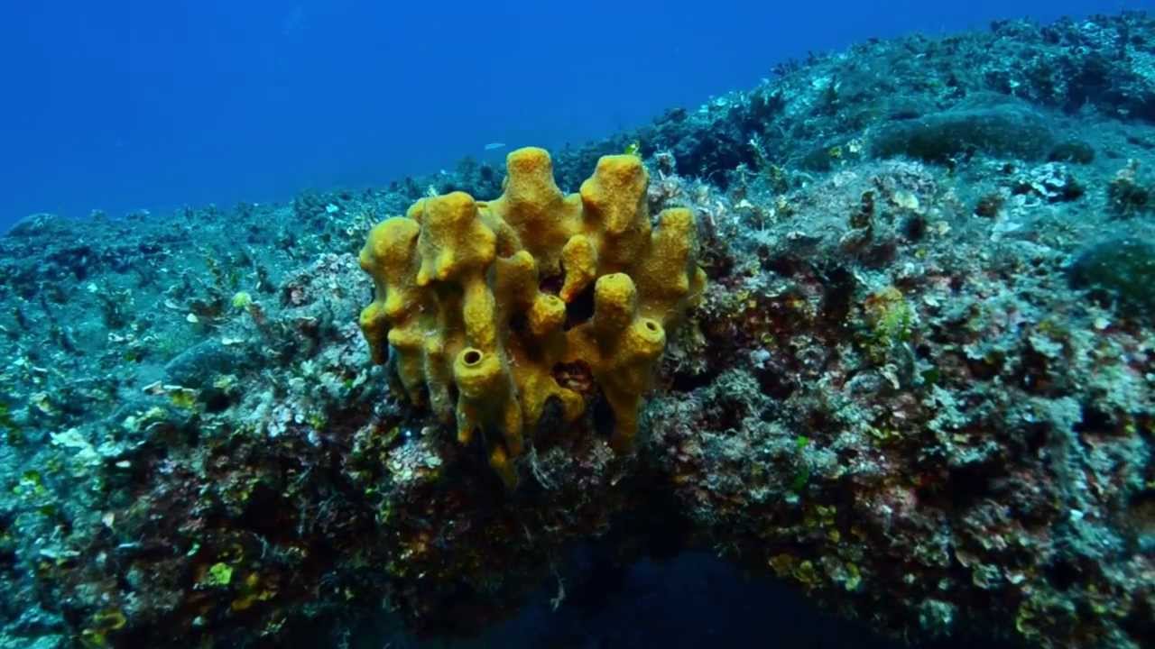 DIVING CENTER MIHURIĆ, Selce, Croatia - underwater