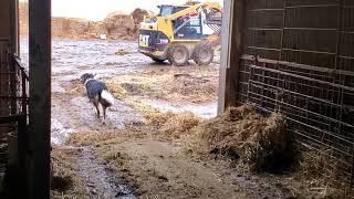 Sheep Farming: Cleaning the Sheep Barn