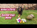 Dog's Easter egg hunt black and tan coonhound