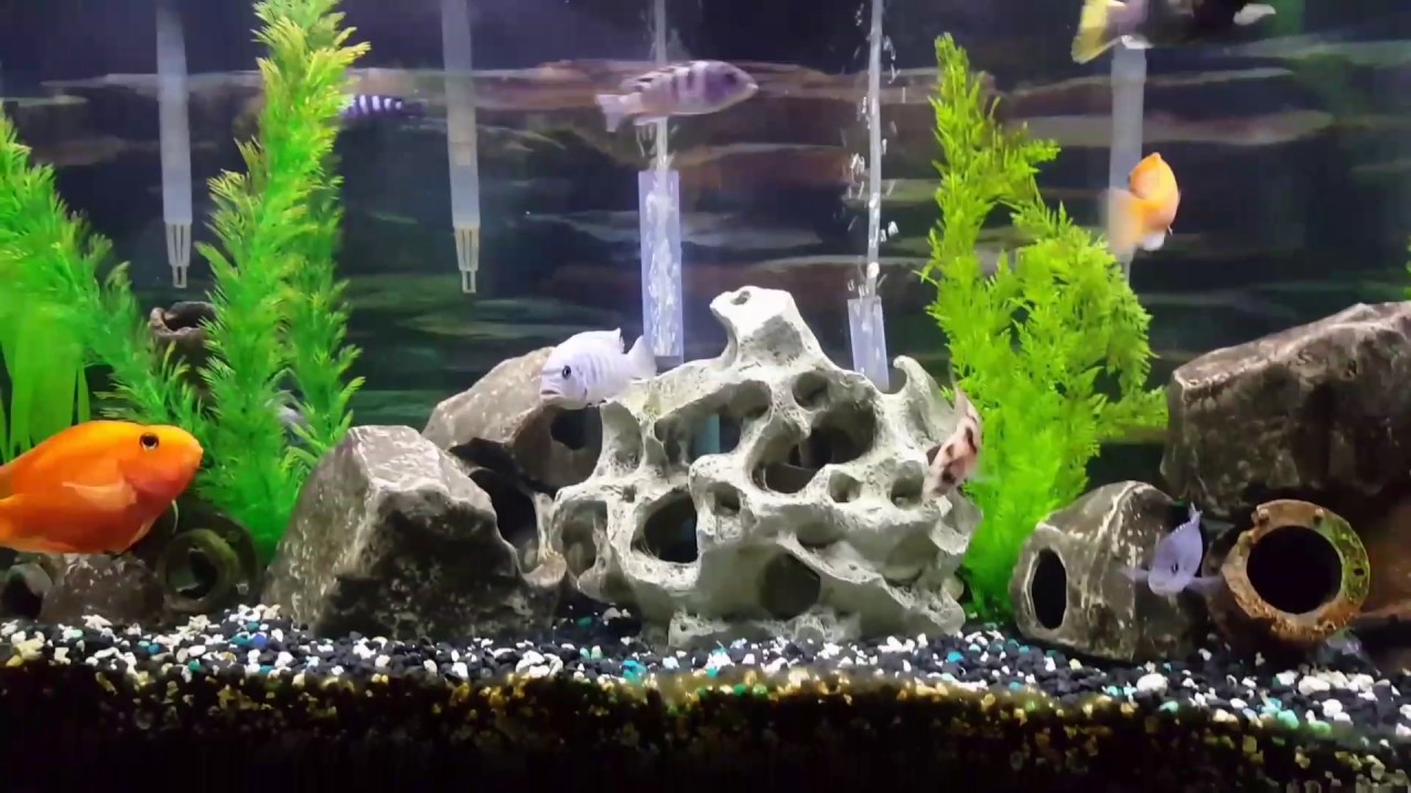 55 Gallon Mbuna Aquarium Rescape & Filtration Overview YouTube