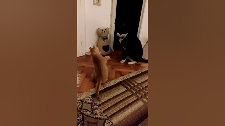 Малка лоша и голяма добра 🐈 🐱/Small bad and big good 🐈 🐱