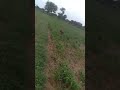 jerman Shepard dog 🐶🐶🐶 very danger like share subscribe Karo guy's