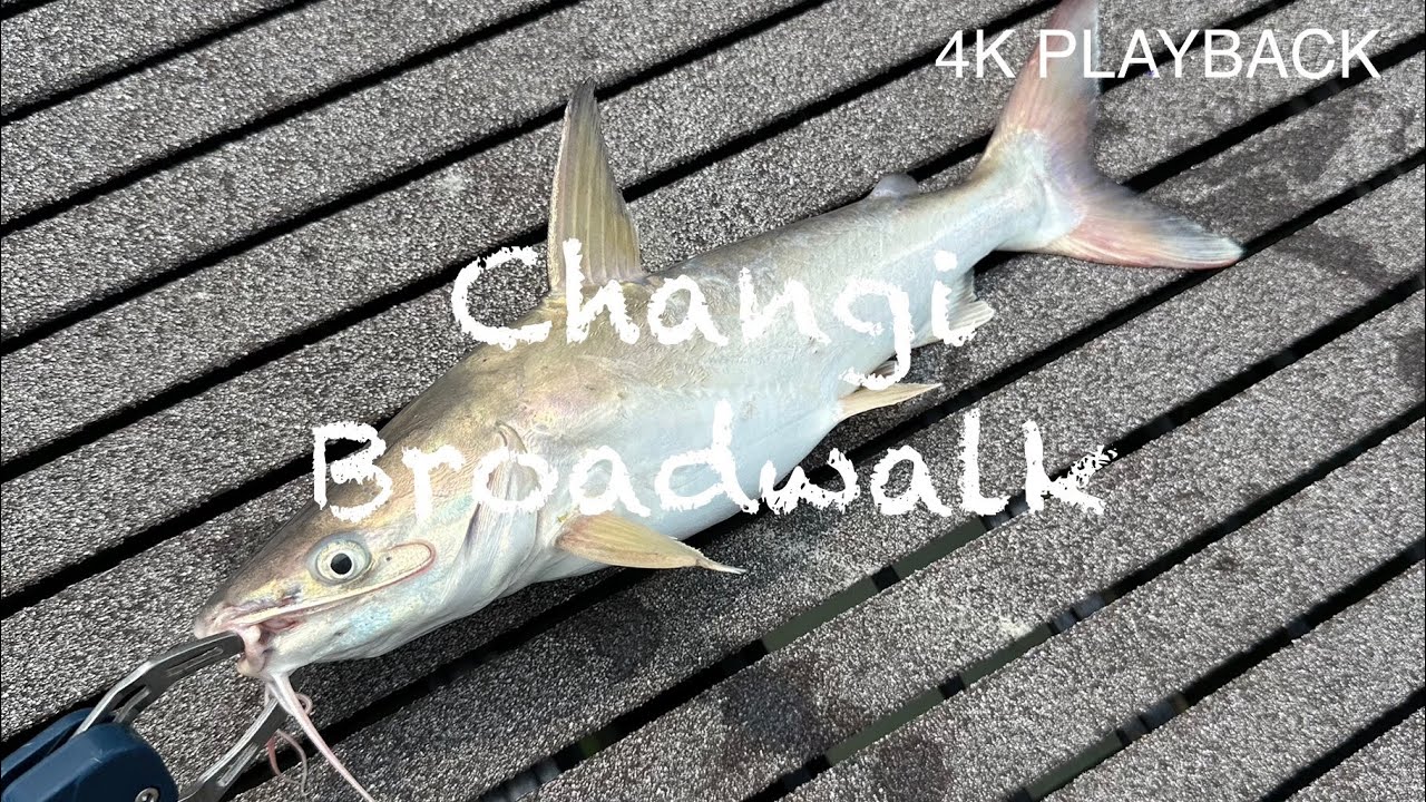 4K Fishing Singapore Ep.1 /Surfcasting at Changi Broadwalk