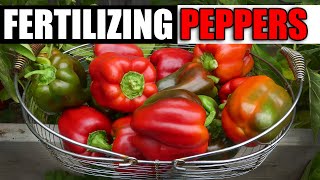 Fertilizing Your Pepper Plants - The Complete Guide