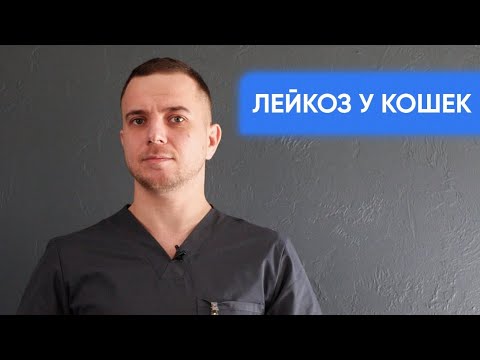 Лейкоз у кошек. Как предотвратить и лечить? Смотрите полный гайд для владельцев