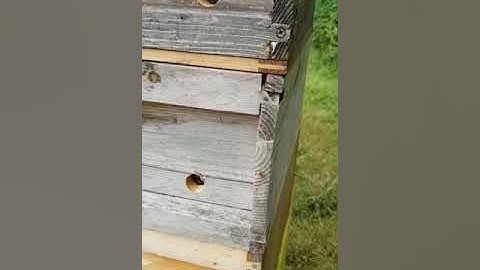 BeeSpace: Wasps cannot enter the UD hive