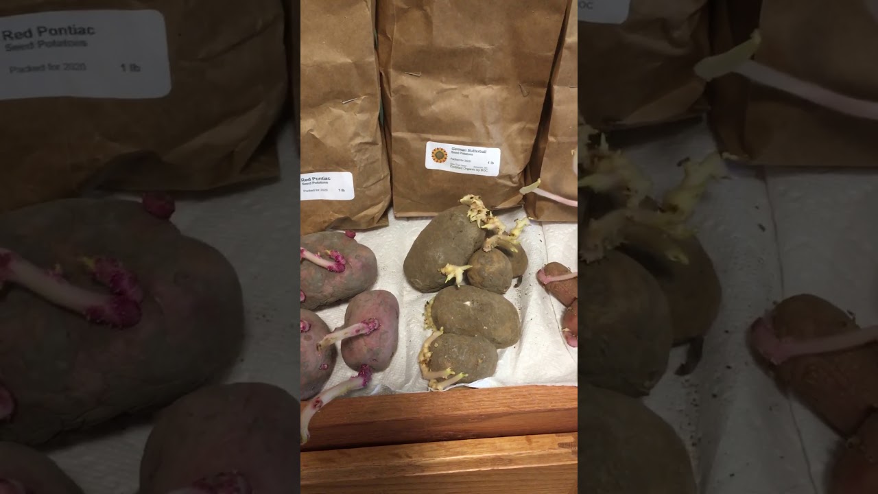 Sow True Seed potato’s 7 varieties