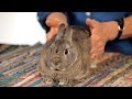 Comment aider un lapin souffrant de douleurs causes par les gaz  lapins de compagnie