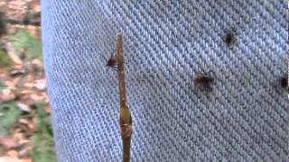 jumping ticks.mpg