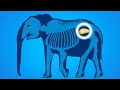 Elephant Special 20m | The Largest Land Animal Compilation | Science Encyclopedia★GeniAdventure