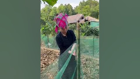 vương ngọc Thảo : gà mái gáy, và chuyện tâm linh