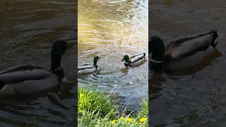 Drakes quietly croak and the seagull interrupts #shortsbird