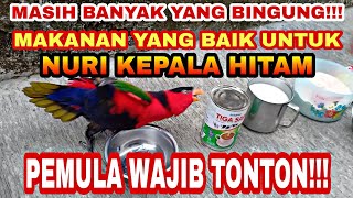 Inilah makanan yang baik untuk keseharian burung nuri kepala hitam, Pemula wajib tonton!!!