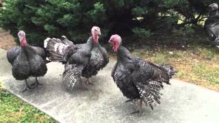 Turkey hens fighting
