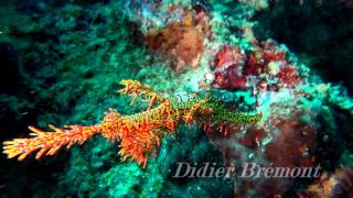 Poisson-fantôme arlequin -  Solenostomus paradoxus - Cebu Philippines Dolphine House