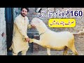 160kg biggest mundra chatra top quality kajla chatra gujranwala bakra mandi 2024