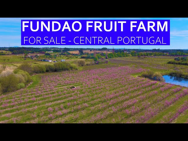 FRUIT FARM FOR SALE - FUNDAO, CENTRAL PORTUGAL - PORTUGUESE ABANDONED RUIN  FOR RENOVATION - YouTube
