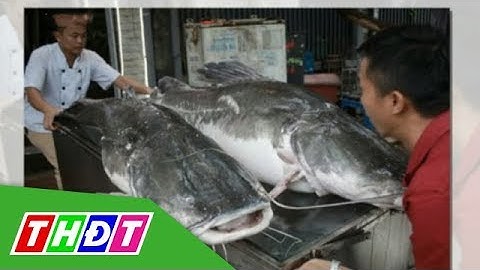 Cá lăng cực hiếm 100 kg từ Campuchia về Hà Nội | THDT