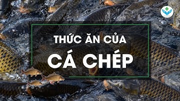 Thức ăn của cá chép┃Nông Sản ND