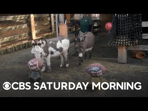 Video: Sneak Peek Super Bowl Oglasi glumi životinje